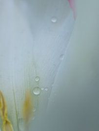 Druppels  van Wendy Drent