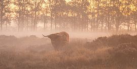 Schottischer Hochlandbewohner von Frans Plat