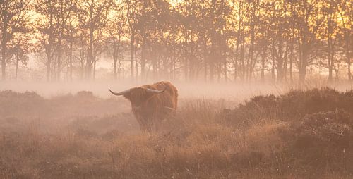 Schottischer Hochlandbewohner