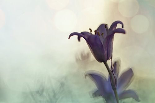 Bluebell in early evening light