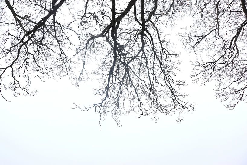 Stilleven boom par Manon Ruiter