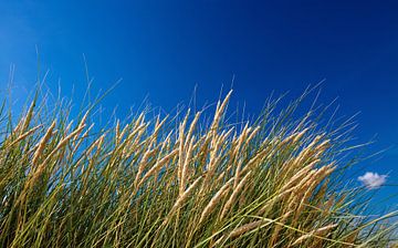 Dune Grass by Bo Valentino