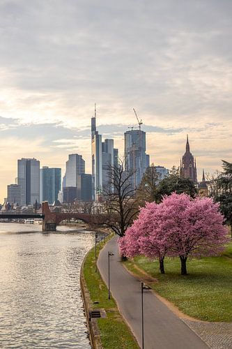 Amandelbloesemboom op de Main in Frankfurt voor de skyline