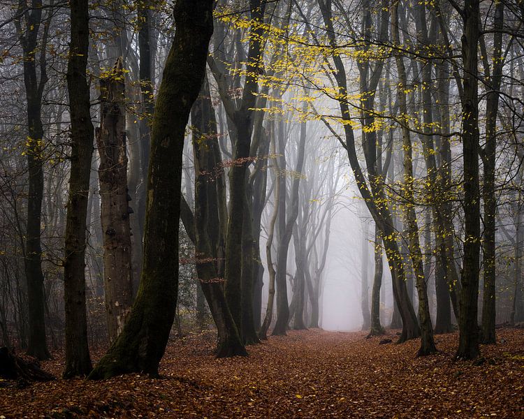 Gehe unter den gelben Blättern hindurch von Tvurk Photography