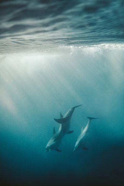 Under the Sea by Hello Pompoyo