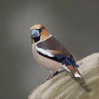 Appelvink op tak, bos vogel