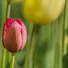 Red tulip van Bianca Boogerd