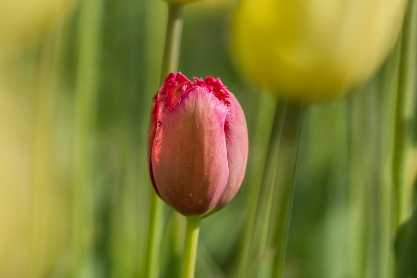 Res tulip by Bianca Boogerd