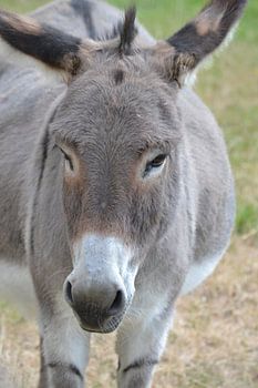 donkey
