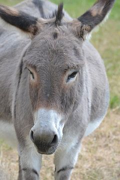 donkey
