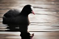 De zachte meerkoet