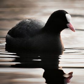 De zachte meerkoet van Marvin Van Haasen