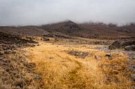 Sea of yellow grass on Kilimanjaro by Mickéle Godderis thumbnail