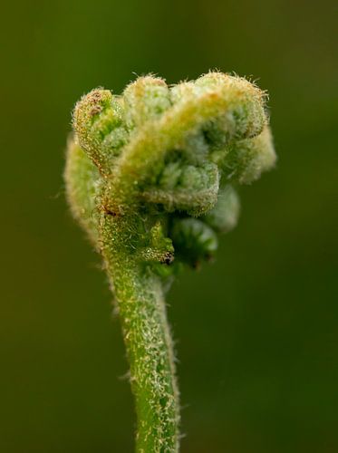 Varens sur Shane van Dyk