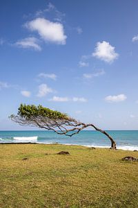 Pointe Allègre, bomen in de wind, Guadeloupe van Fotos by Jan Wehnert