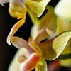 gelbe Orchidee von Alex Neumayer