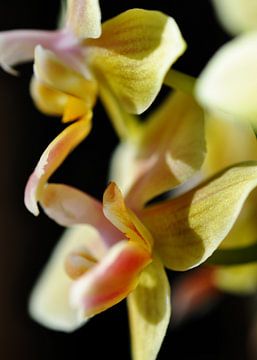 gele orchidee van Alex Neumayer