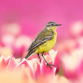 Vogel im Tulpenfeld von Paula Darwinkel