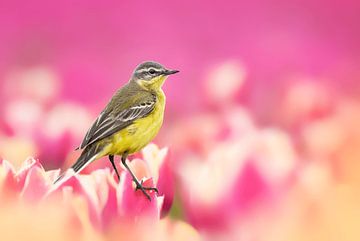 Vogel in tulpenveld van Paula Darwinkel