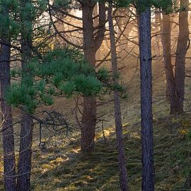 Dünenwald bei Wassenaar von Cobi de Jong