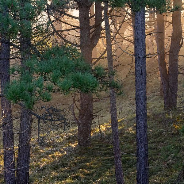 Dune forest near Wassenaar by Cobi de Jong