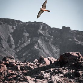 De zeldzame Torenvalk in de krater van de El Teide van Derk Visser