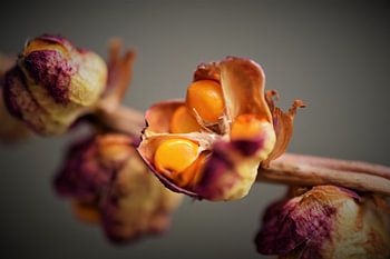 Ausgelöschter Zweig