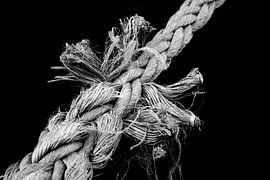 the node by Rolf Pötsch