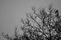 Black raven in bare tree