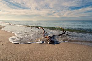 Baumstamm am Weststrand auf dem Fischland-Darß