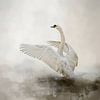 Mute Swan In Abstract Water Landscape Painting by Diana van Tankeren
