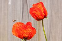 zweefvlieg nadert papaver