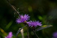 Bloemen in herfstlicht