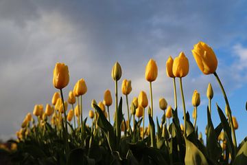 Gele tulpen van Frans de Winter