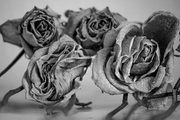 4 roses van Niek Traas