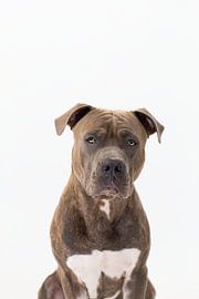 Amstaff Harry von Janine Bekker Photography