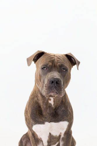 Amstaff Harry