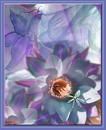 Cactusina van Christiane Behrmann