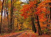 Waldweg im Herbst von Caroline Lichthart Miniaturansicht