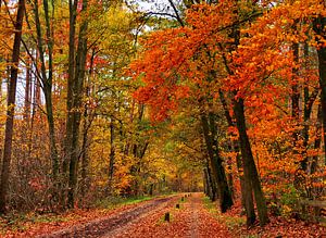 Waldweg im Herbst