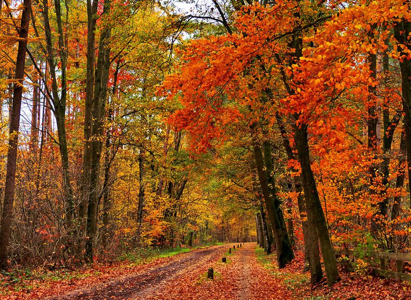 Waldweg im Herbst von Caroline Lichthart