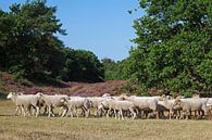 Schapen, Sheep by Yvonne Balvers thumbnail
