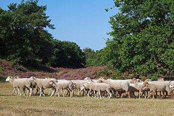 Schapen, Sheep