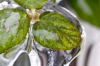 Ice leaf