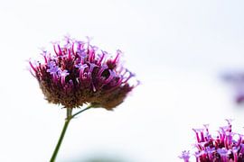 Fine flower by Sandra Estupinan