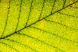Structure et veines d'une feuille verte