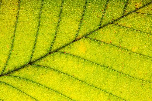 Structure and veins of a green leaf