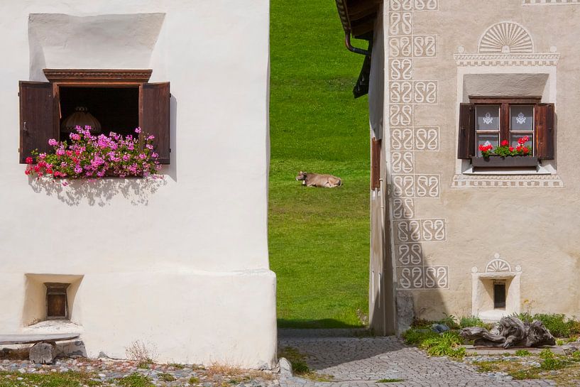 Durchblick mit Rind in Guarda im Engadin - Schweiz von Werner Dieterich