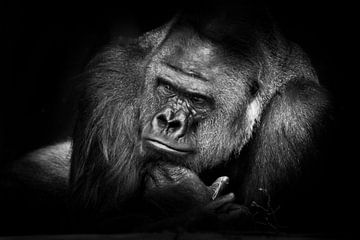 Een staal sterke mannelijke gorilla stortte op vakantie in met een peinzende geinteresseerde blik, k van Michael Semenov