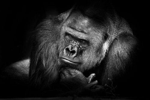 Een staal sterke mannelijke gorilla stortte op vakantie in met een peinzende geinteresseerde blik, k